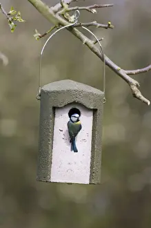 Nest Box Prints: Blue Tit Parus caeruleus at woodcrete nest box Kent spring