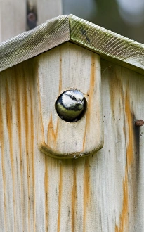 Blue Tit at nestbox in garden UK