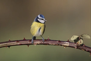 Garden Bird Prints: Blue Tit UK winter