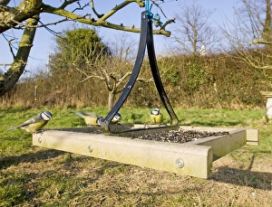 Blue Tit UK winter