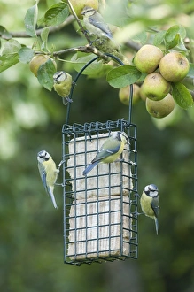 Blue Tits on fat feeder in garden autumn UK