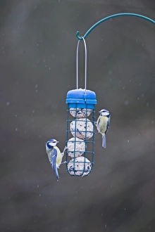 Blue Tits on fat feeder in garden Norfolk winter