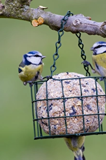 Blue Tits on fat feeder Kent UK winter