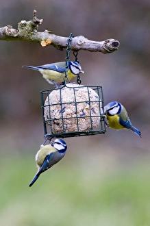 Blue Tits on fat feeder Kent UK winter
