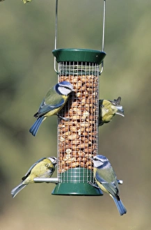 Blue Tits on garden nut feeder UK winter