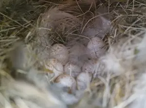 Nest Prints: Blue Tits nest and eggs inside nest box Norfolk spring