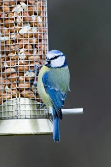 Blue Tit UK winter
