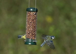 Blue Tit UK winter