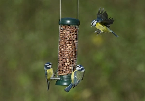 Blue Tits Parus caeruleus feeding on garden nut feeder Norfolk winter Blue Tits Parus caeruleus feeding on garden nut feeder Norfolk winter