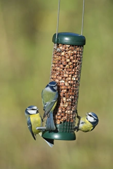 Blue Tit UK winter