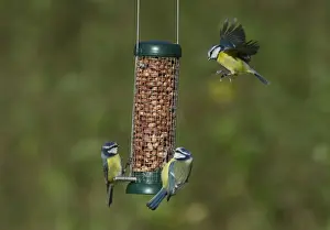 Garden Prints: Blue Tits Parus caeruleus feeding on garden nut feeder Norfolk winter