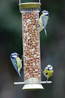 Feeder Prints: Blue Tits Parus caeruleus on nut feeder Kent UK winter