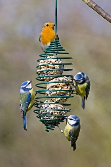 Blue Tit UK winter