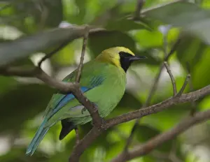 : Blue-winged Leafbird (Chloropsis cochinchinensis) India