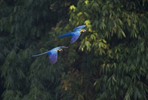 amazon amazonas peru south america neotropics