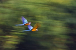 Blue and Yellow Macaw Ara ararauna Tambopata Amazon Peru