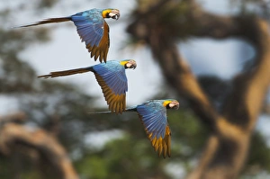 amazon amazonas peru south america neotropics