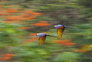 Blue and Yellow Macaw Ara ararauna Tambopata Amazon Peru