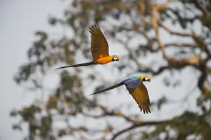 Neotropical Prints: Blue and Yellow Macaw Ara ararauna Tambopata Amazon Peru