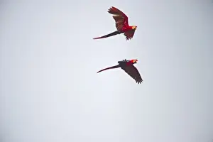 Blue and Yellow Macaw Ara ararauna Tambopata Amazon Peru