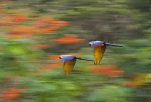 Blue and Yellow Macaw Ara ararauna Tambopata Amazon Peru