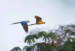 Blue and Yellow Macaw Ara ararauna Tambopata Amazon Peru