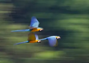 : Blue and Yellow Macaw Ara ararauna Tambopata Amazon Peru