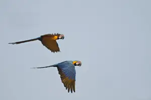 : Blue and Yellow Macaw Ara ararauna Tambopata Amazon Peru