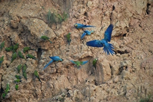 Blue and Yellow Macaws Ara ararauna at clay lick Tambopata Amazon Peru Blue and Yellow Macaws Ara ararauna at clay lick Tambopata Amazon Peru