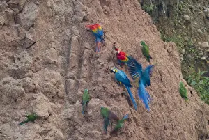 Blue and Yellow Macaws Ara ararauna & Scarlet Macaws Ara macao at clay lick Tambopata