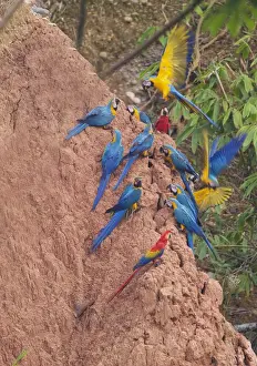 Neotropical Prints: Blue and Yellow Macaws Ara ararauna & Scarlet Macaws Ara macao at clay lick Tambopata