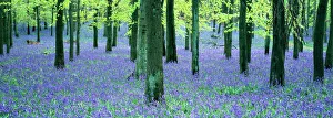 Panoramic Prints: Bluebells and Beech woodland, Buckinghamshire, UK, April