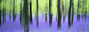 Panoramic Prints: Bluebells and Beech woodland, Buckinghamshire, UK, April