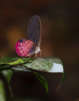 Neotropical Prints: Blush Butterfly Sp. Amazon River Basin Peru
