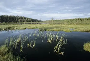 Marsh Prints: Bog and Pine Forest Martinselkonen on Finnish / Russian border June