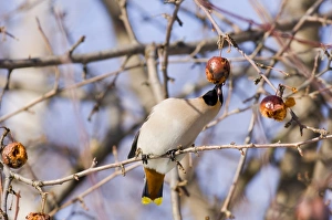Waxwing Prints: Bohemian Waxwing winter Finland