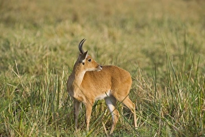 Kenya Prints: Bohor Reedbuck Redunca redunca Masai Mara Kenya