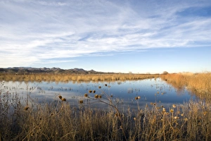 Landscape Prints: Bosque del Apache New Mexico USA January