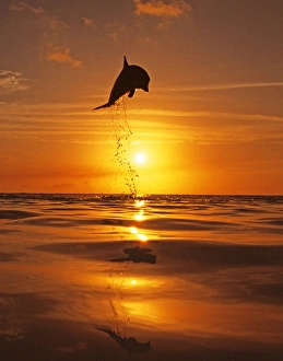 Bottlenose Dolphin, Tursiops truncatus Caribbean