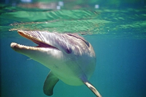 Dolphin Prints: Bottlenose Dolphin, Tursiops truncatus Caribbean
