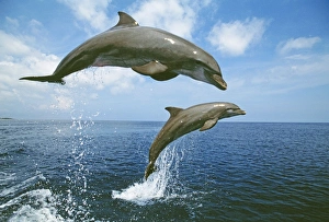 Bottlenose Dolphin, Tursiops truncatus Caribbean