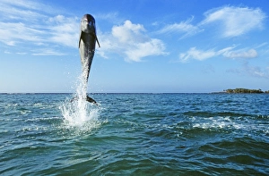 Bottlenose Dolphin, Tursiops truncatus Caribbean