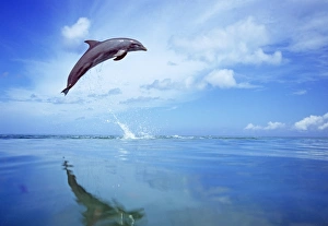 Bottlenose Dolphin, Tursiops truncatus Caribbean