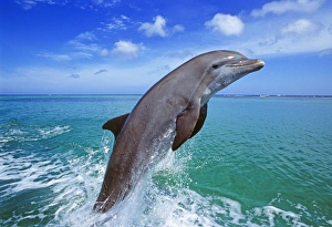 Bottlenose Dolphin, Tursiops truncatus Caribbean