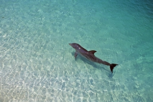 Bottlenose Dolphin, Tursiops truncatus Caribbean