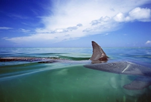 Bottlenose Dolphin, Tursiops truncatus Caribbean