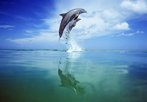 Bottlenose Dolphin, Tursiops truncatus Caribbean
