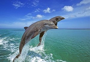 Bottlenose Dolphin, Tursiops truncatus Caribbean