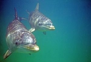 Bottlenose Dolphins, Tursiops truncatus Caribbean