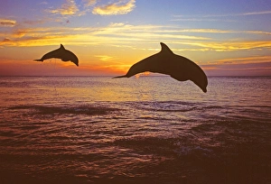 Bottlenose Dolphin, Tursiops truncatus Caribbean